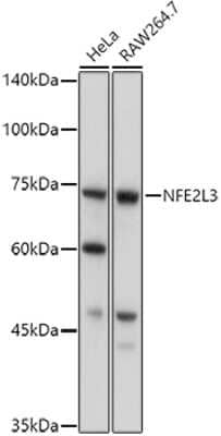 Western Blot: NRF3 AntibodyAzide and BSA Free [NBP2-93557]